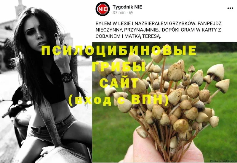 Галлюциногенные грибы MAGIC MUSHROOMS  Ленск 